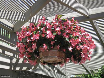 Begonia semperfloren - بگونیا همیشه‌گل (بگونیا واکسی)